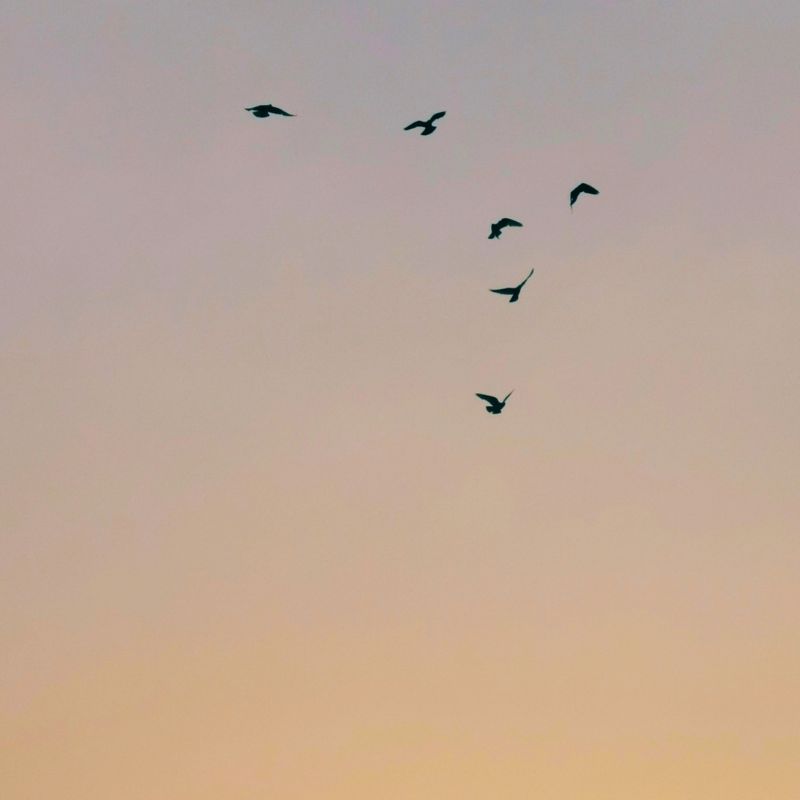 夕暮れの空を飛ぶ鳥たちの風景｜ひつじコンディショニングのコンセプト